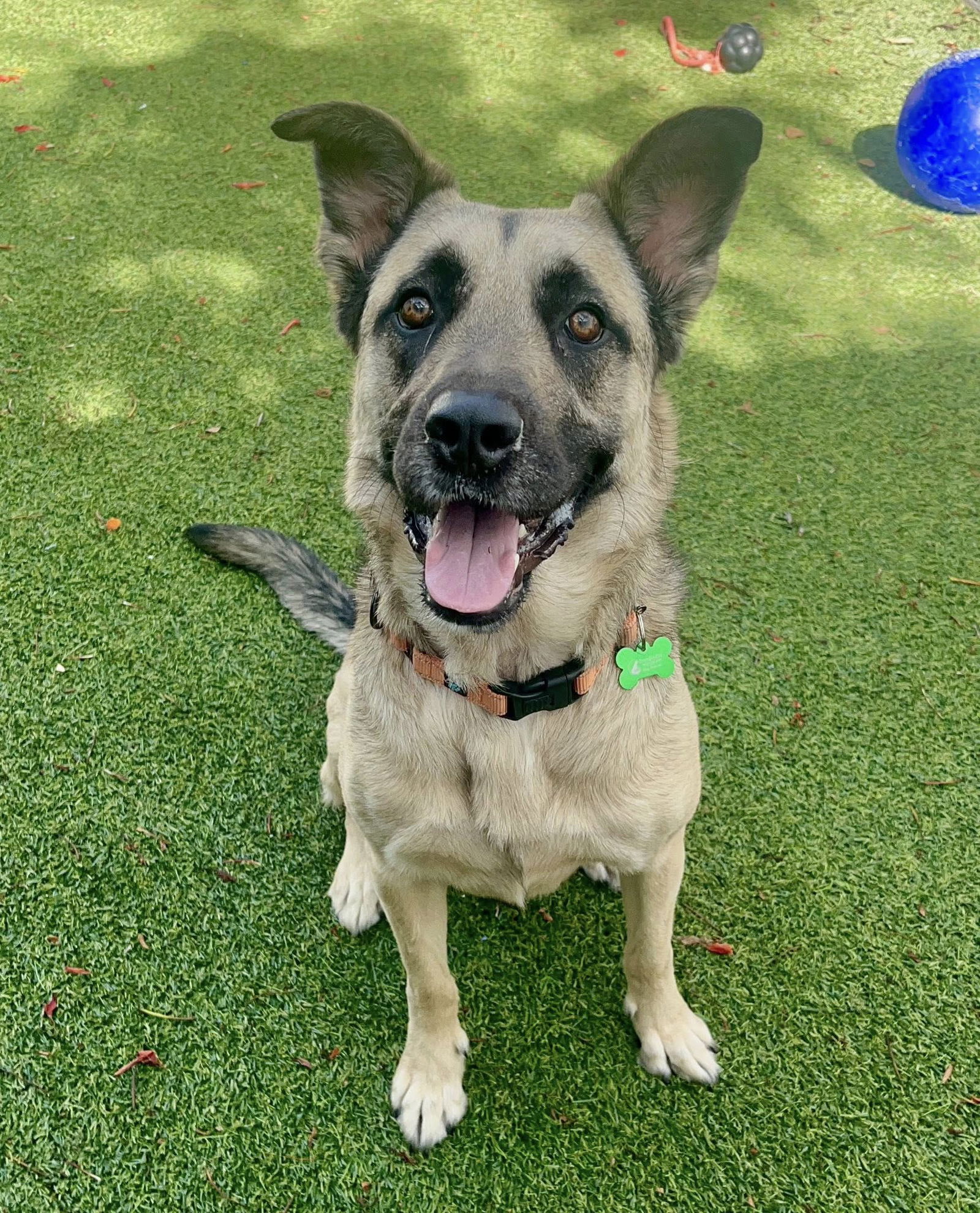 adoptable Dog in Fort Lauderdale, FL named Goose