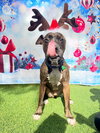 Ollie - Photo 6