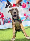 Ollie - Photo 5
