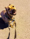 Charlie - Photo 6