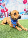Charlie - Photo 5