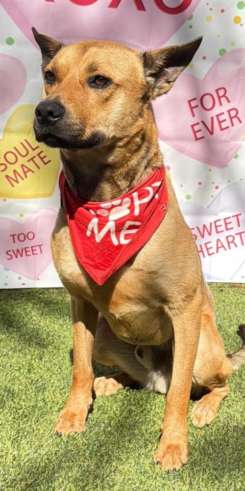 Charlie, an adoptable Labrador Retriever in Pompano Beach , FL