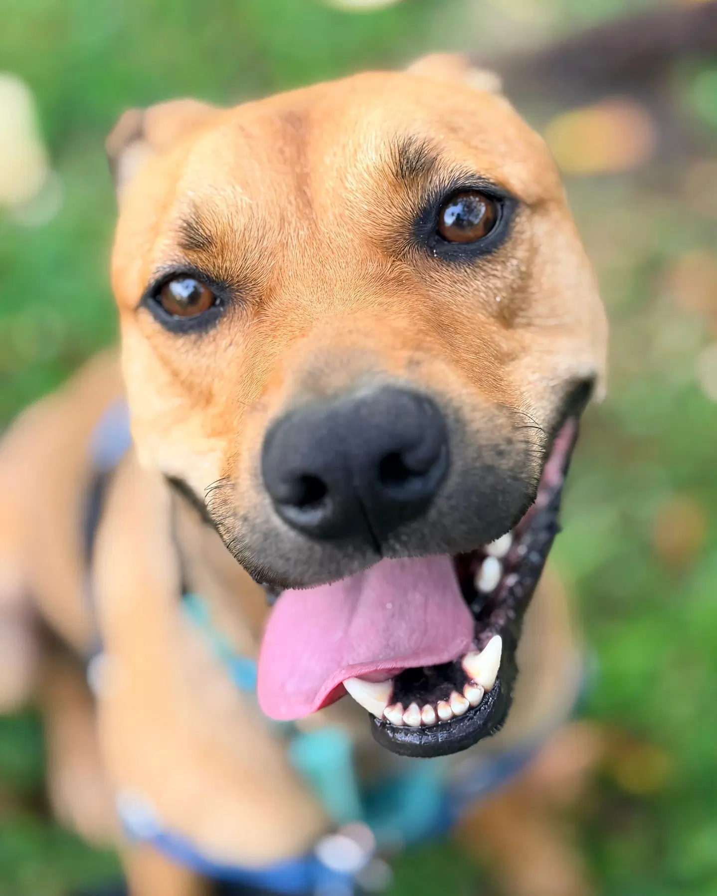 Charlie - Terrier mix