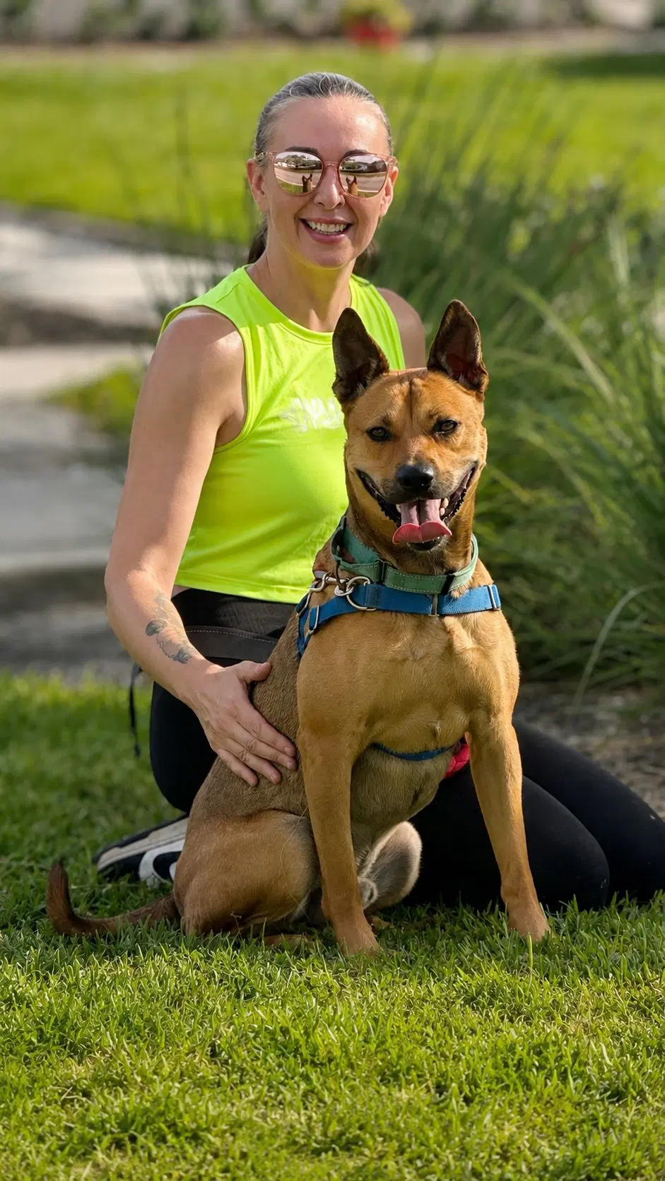 Charlie - Terrier mix