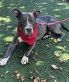 Jett - Photo 16