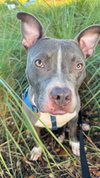 Jett - Photo 9