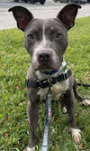 Jett - Photo 4