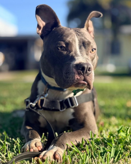 Jett, an adoptable Staffordshire Bull Terrier in Pompano Beach , FL
