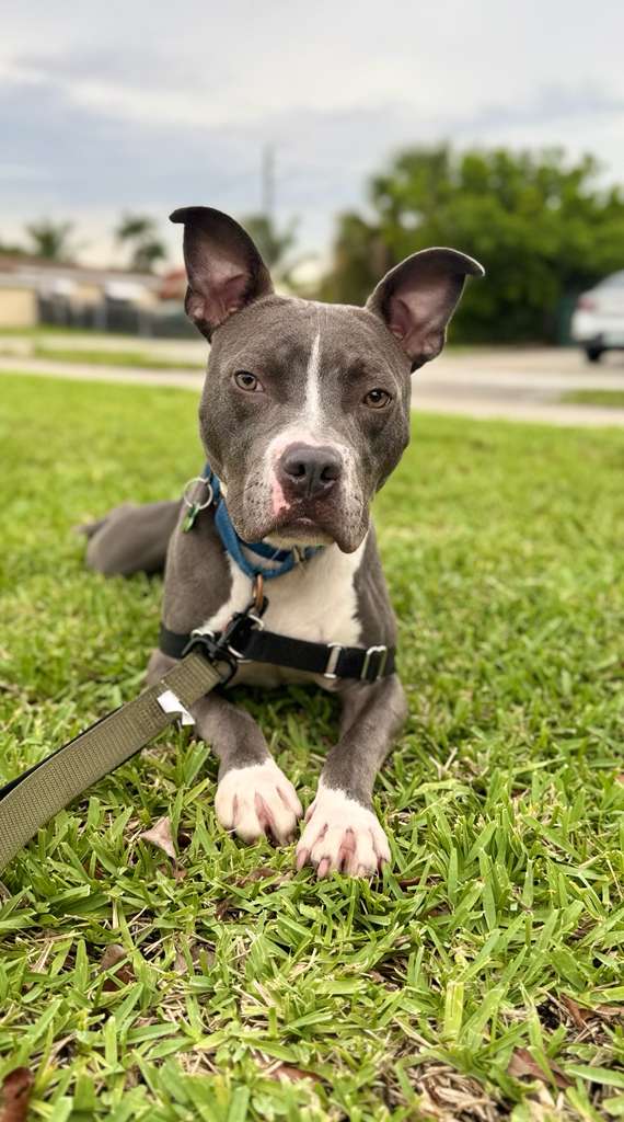 Jett