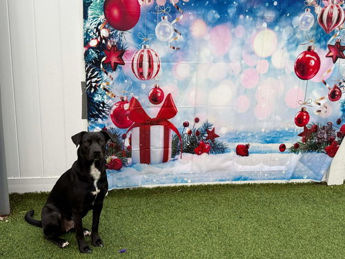 AMBER - Labrador Retriever available for adoption