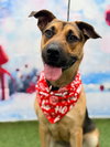 Frannie - Photo 4