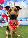 Frannie - Photo 6