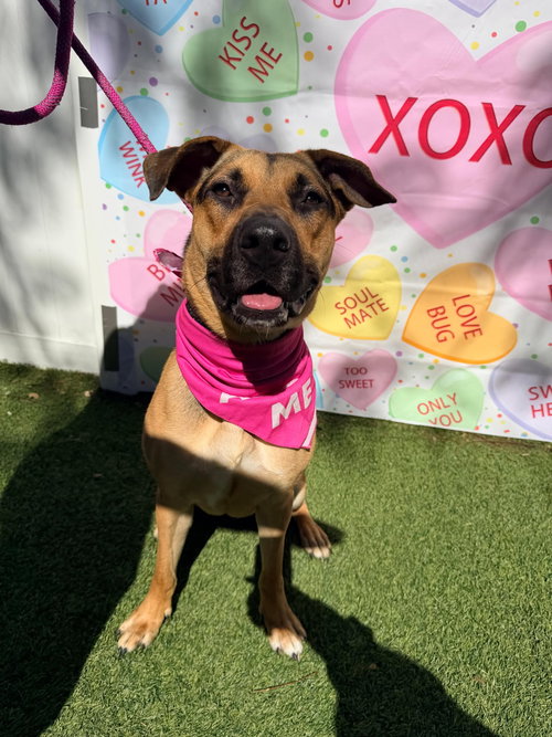 FRANNIE - German Shepherd Dog available for adoption