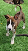 Milo - Photo 5