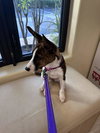 Milo - Photo 4