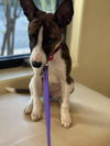 Milo - Photo 3