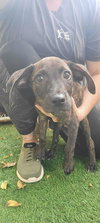 Piper - Photo 4