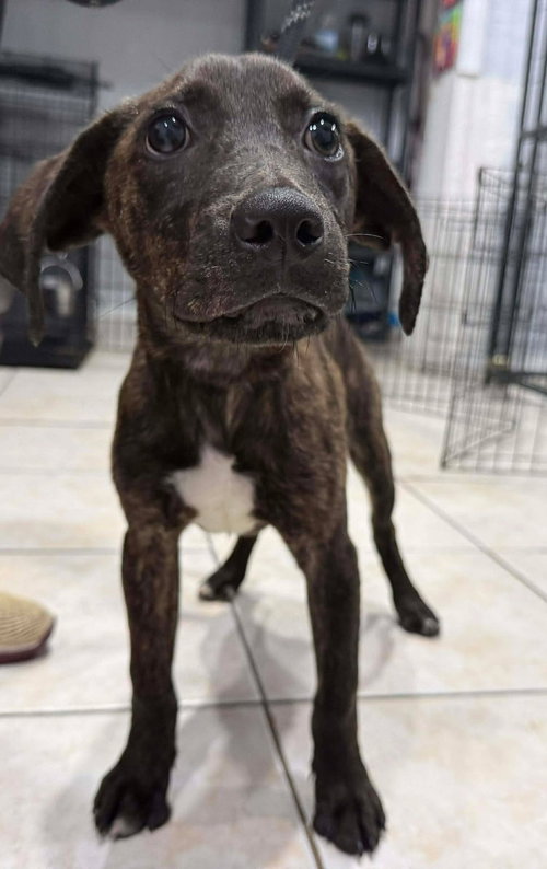 PIPER - Terrier available for adoption