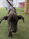 Piper - Photo 3