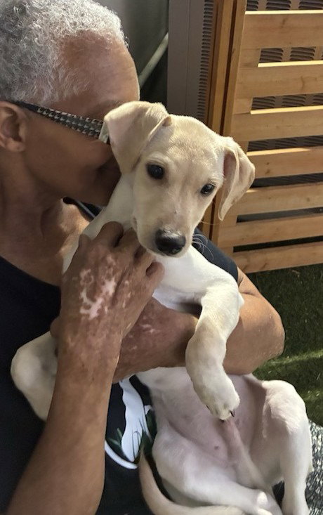 BILLY - Labrador Retriever available for adoption