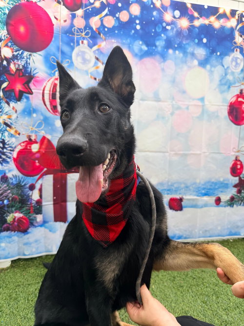 HENRY - Shepherd available for adoption