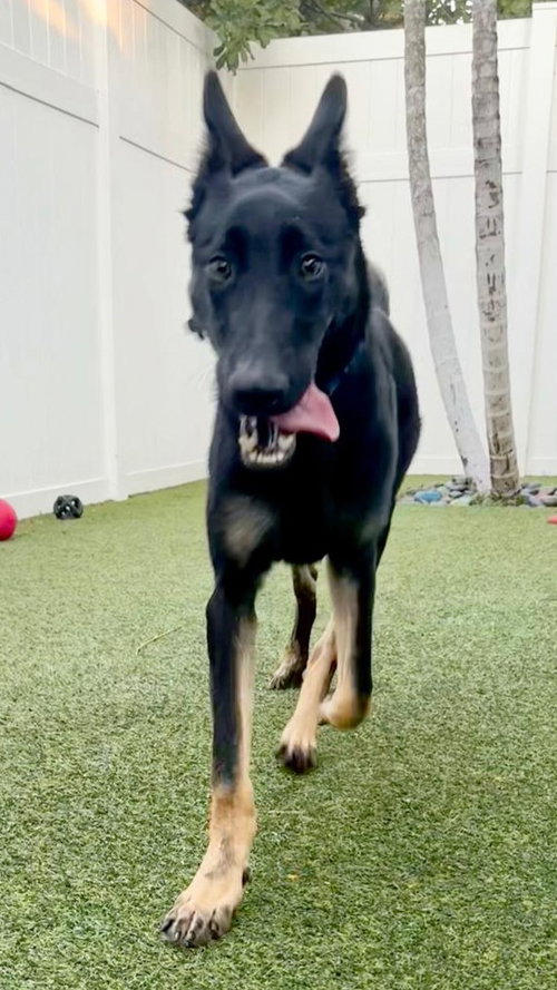 HENRY - Shepherd available for adoption