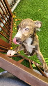 Ivy - Photo 4