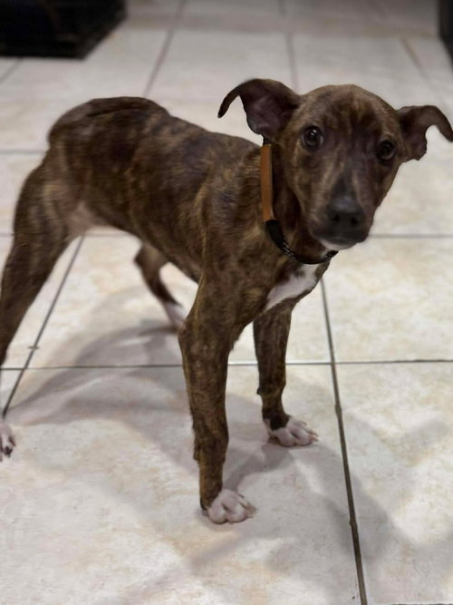 IVY - Terrier available for adoption