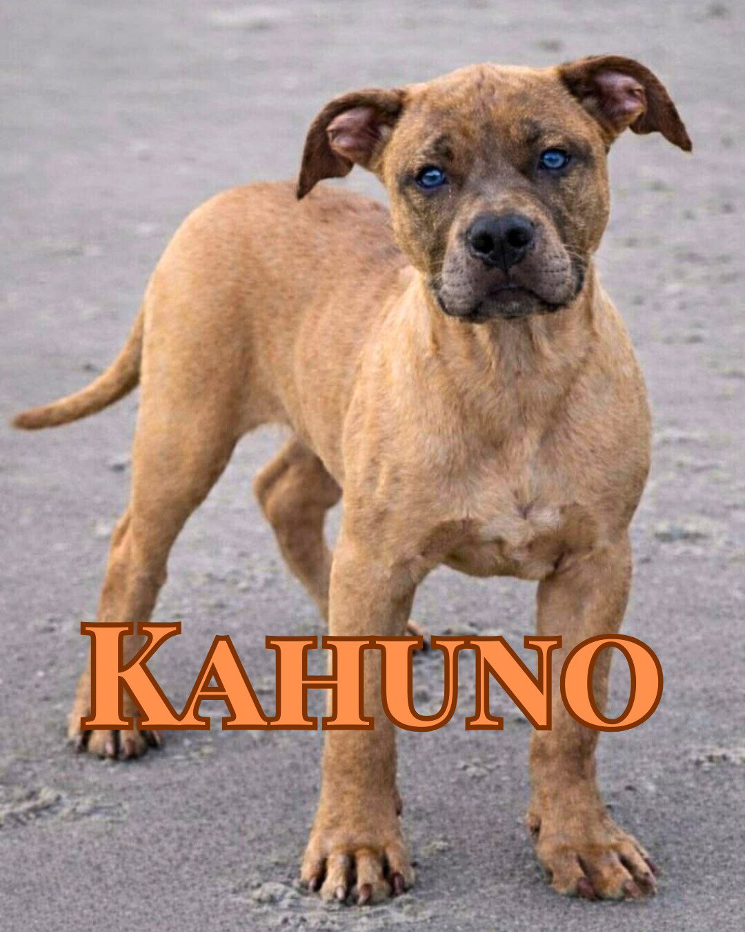 Kahuno Image