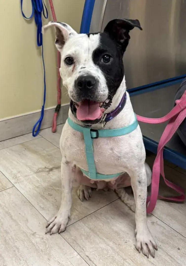 Eve - Pit Bull Terrier