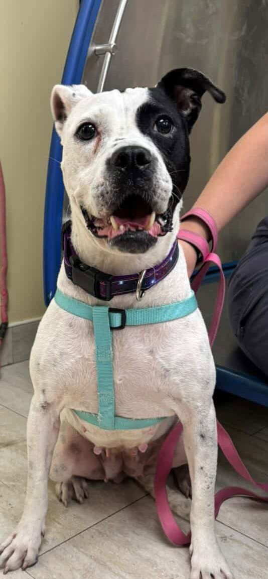Eve, Pit Bull Terrier