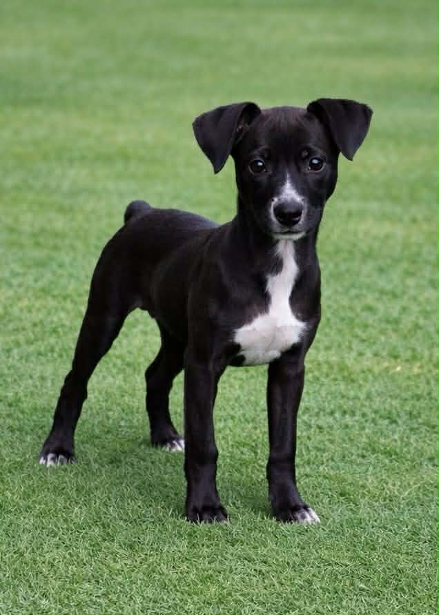 Juno