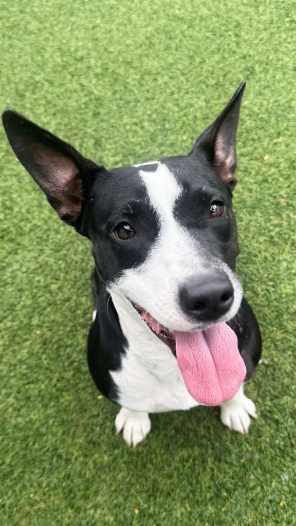 Nova