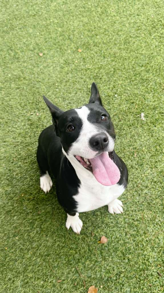 Nova