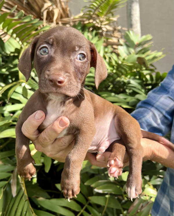 Chilli Pup -Bandit