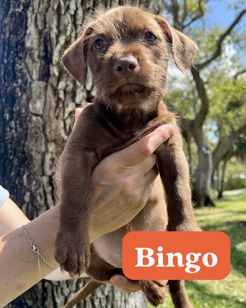 Chilli Pup -Bingo — thumbnail 4
