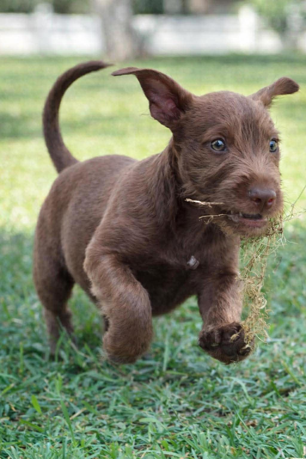 Chilli Pup -Bingo Image
