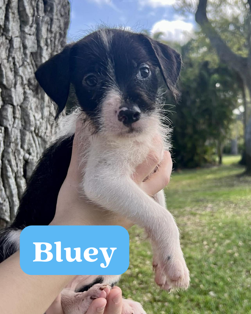 Chilli Pup -Bluey — thumbnail 4