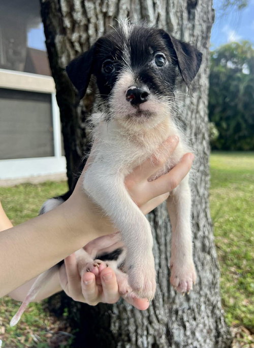 Chilli Pup -Bluey — thumbnail 5