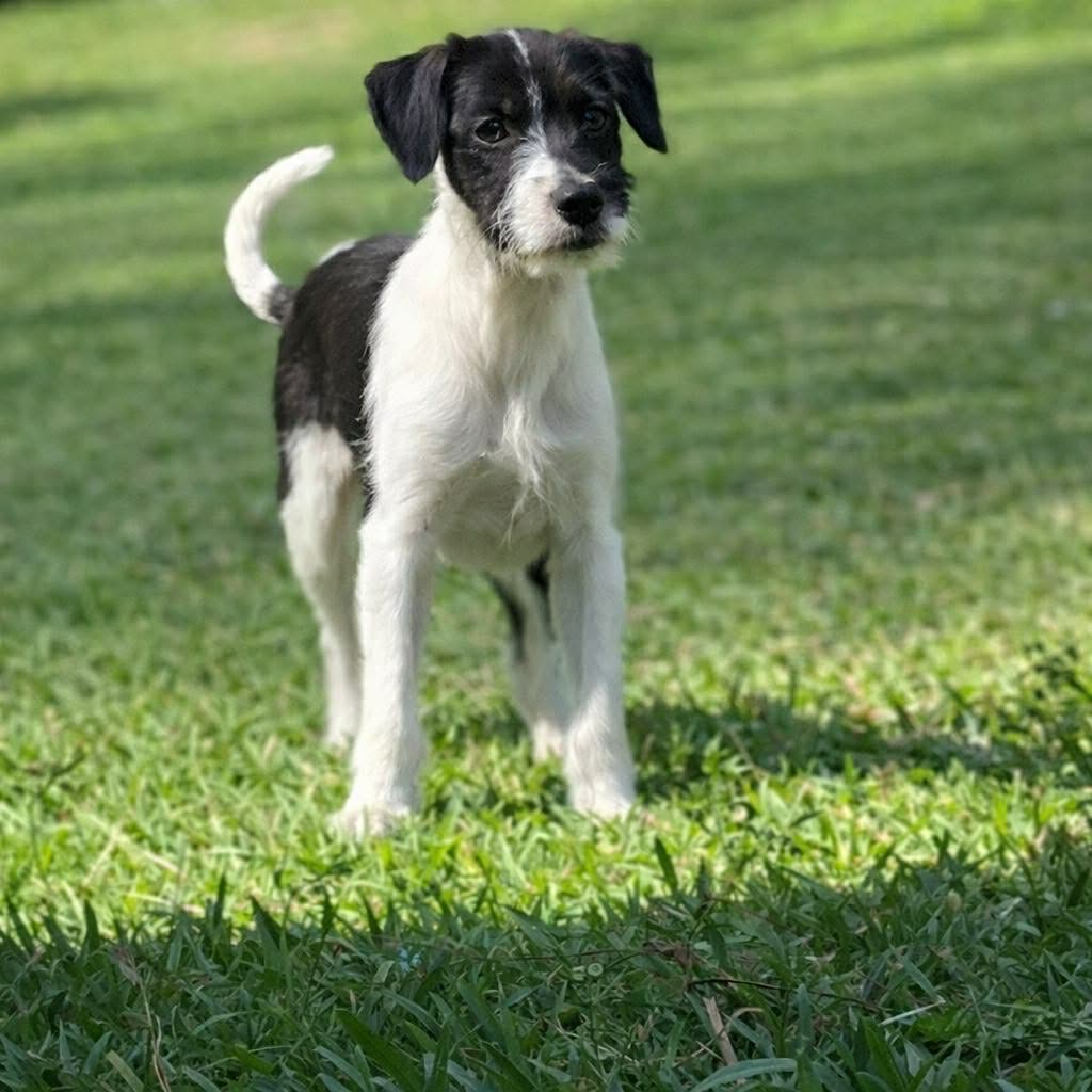Chilli Pup -Bluey Image