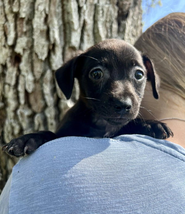Chilli Pup -Coco