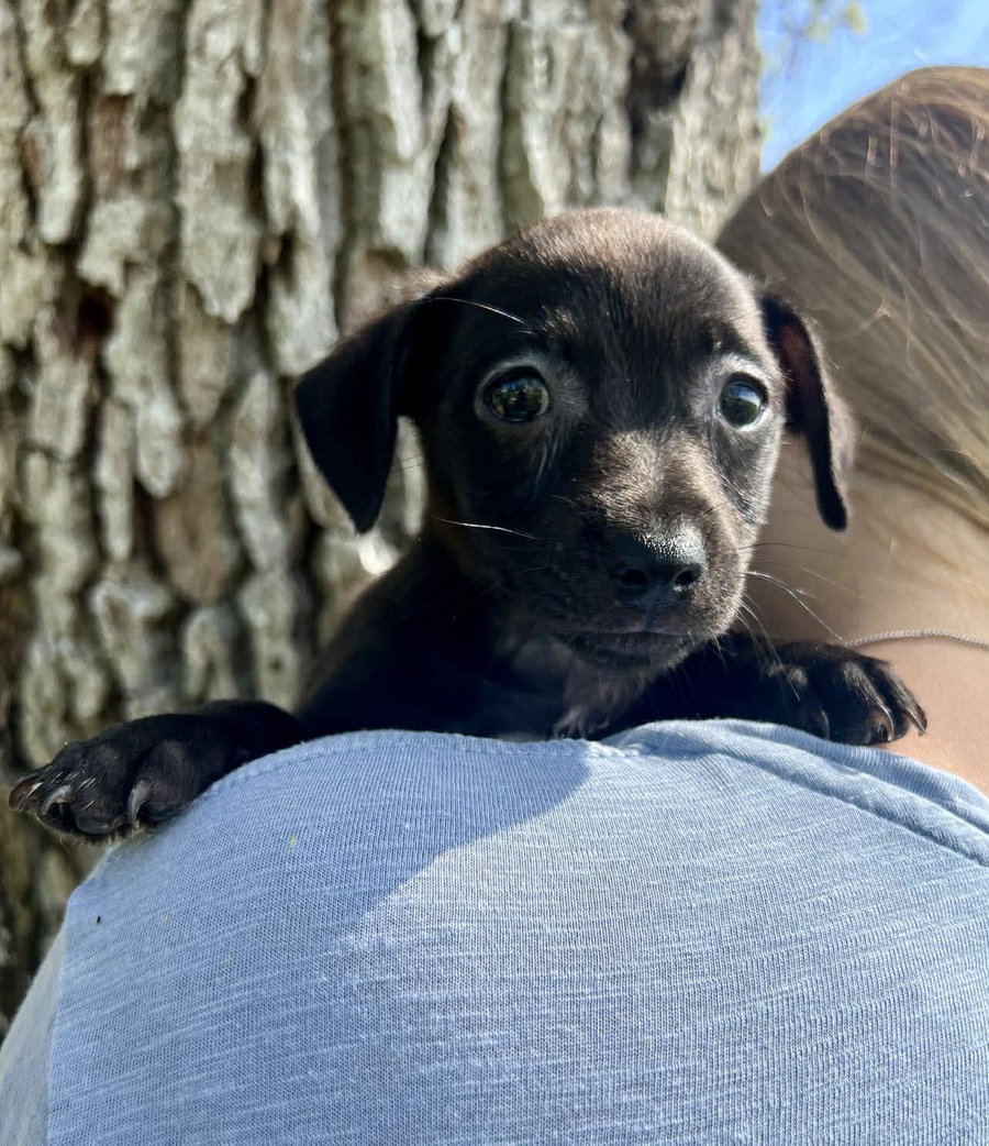 Chilli Pup -Coco