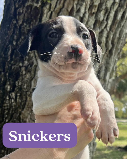 Chilli Pup -Snickers — thumbnail 3