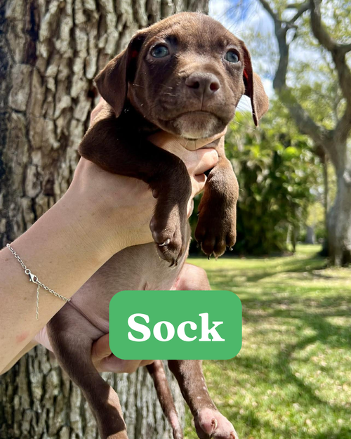 Chilli Pup -Sock — thumbnail 4