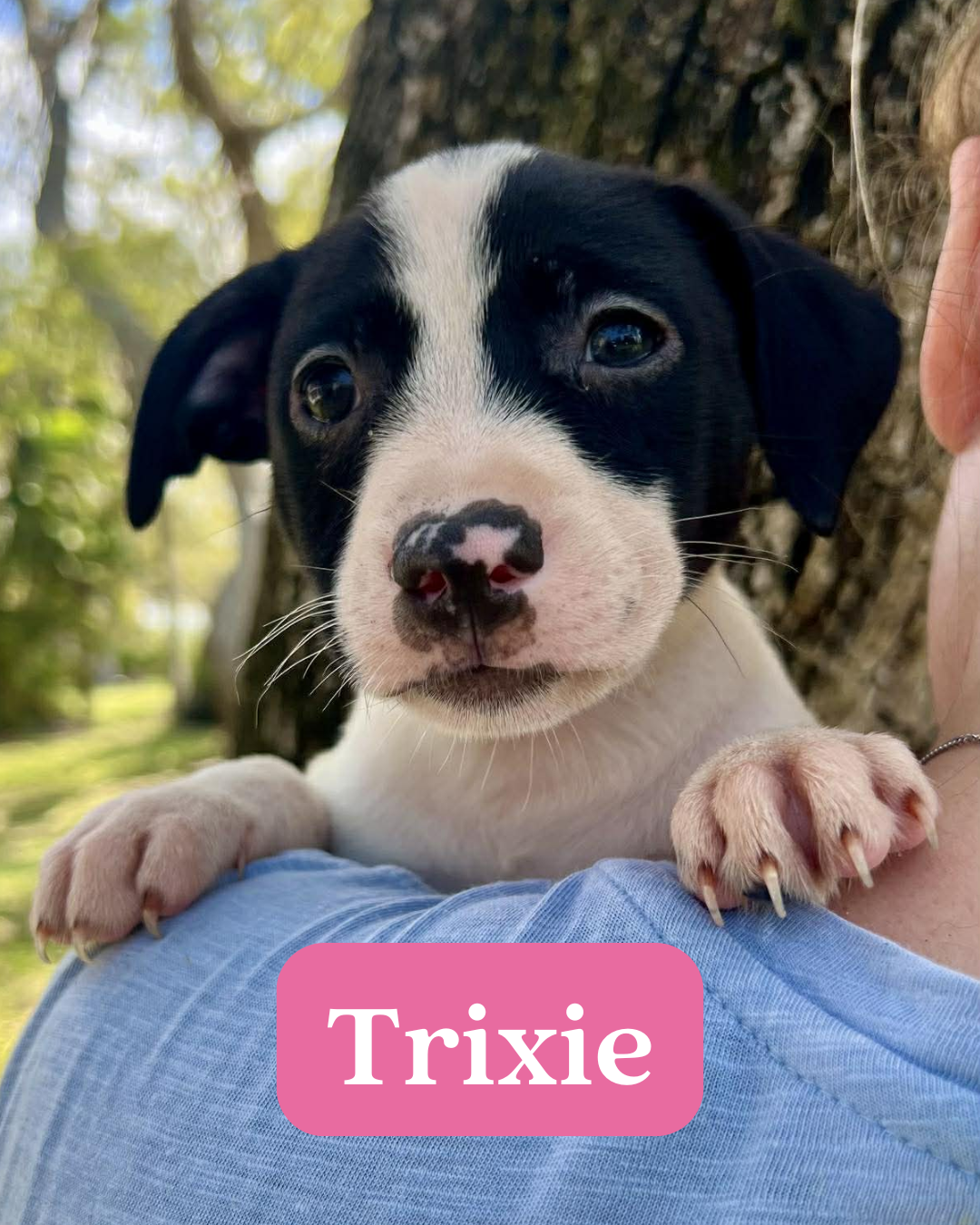 Chilli Pup -Trixie