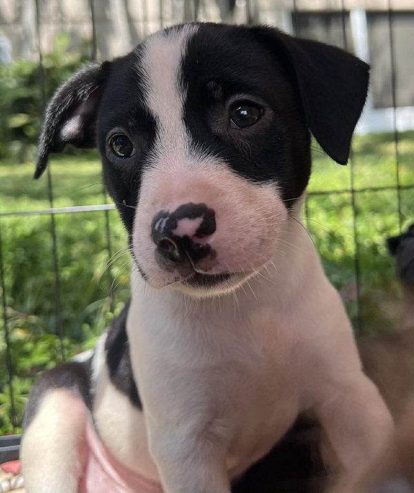 Chilli Pup -Trixie
