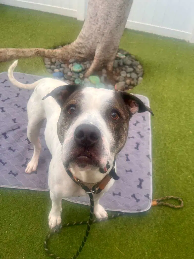 Axel - Pit Bull Terrier