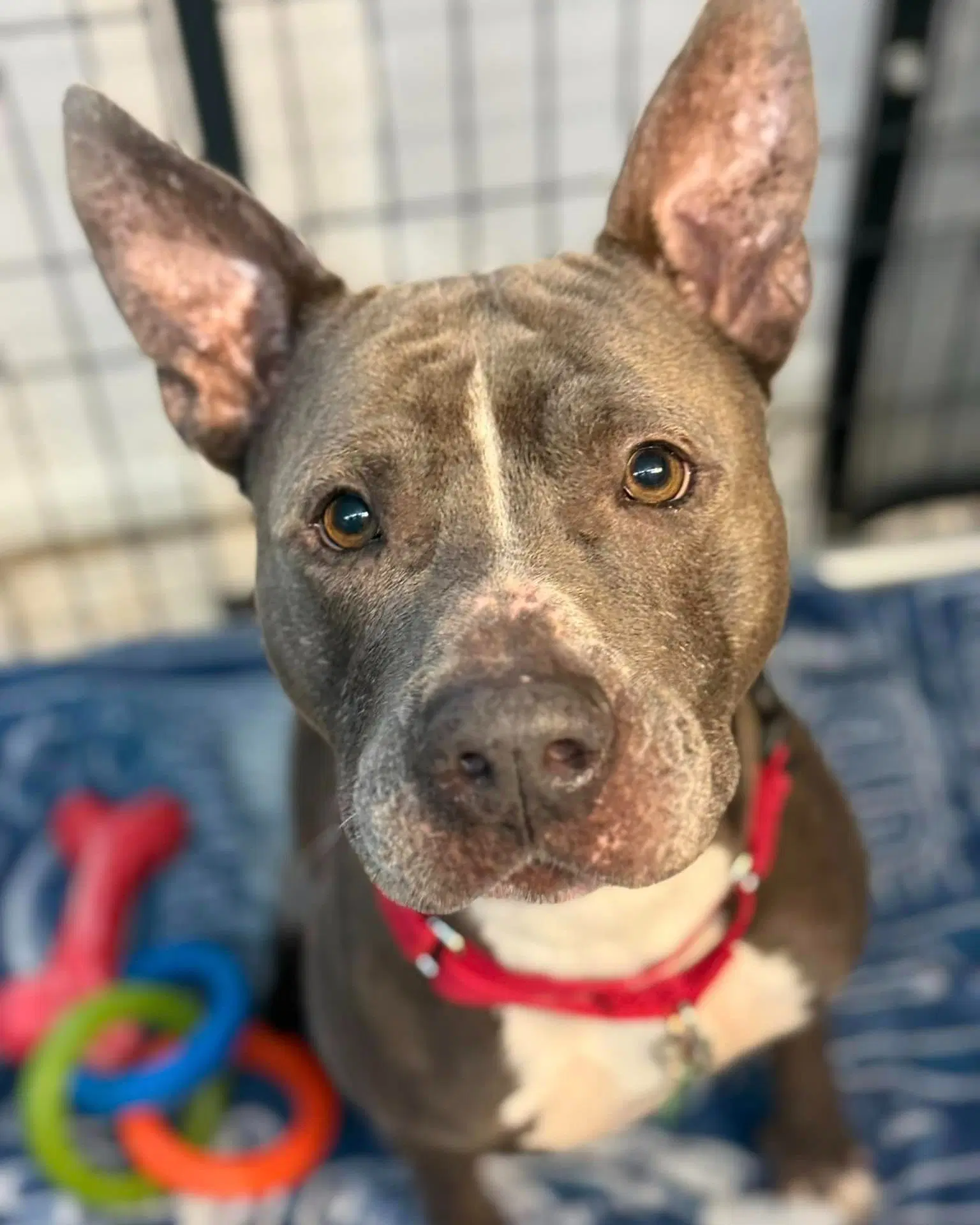 Onyx - Pit Bull Terrier