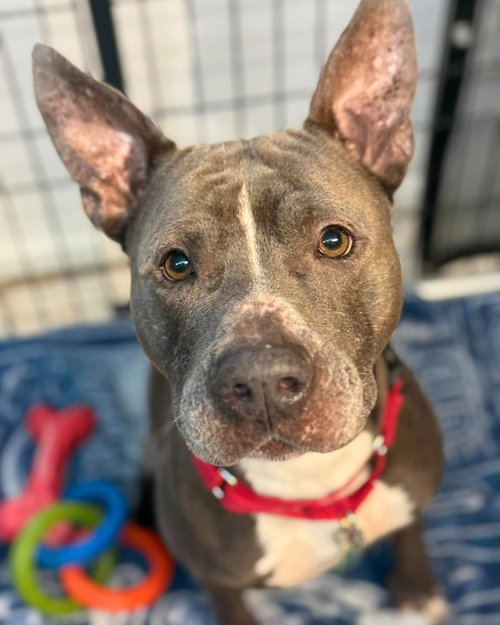 Onyx, an adoptable Pit Bull Terrier in Pompano Beach , FL