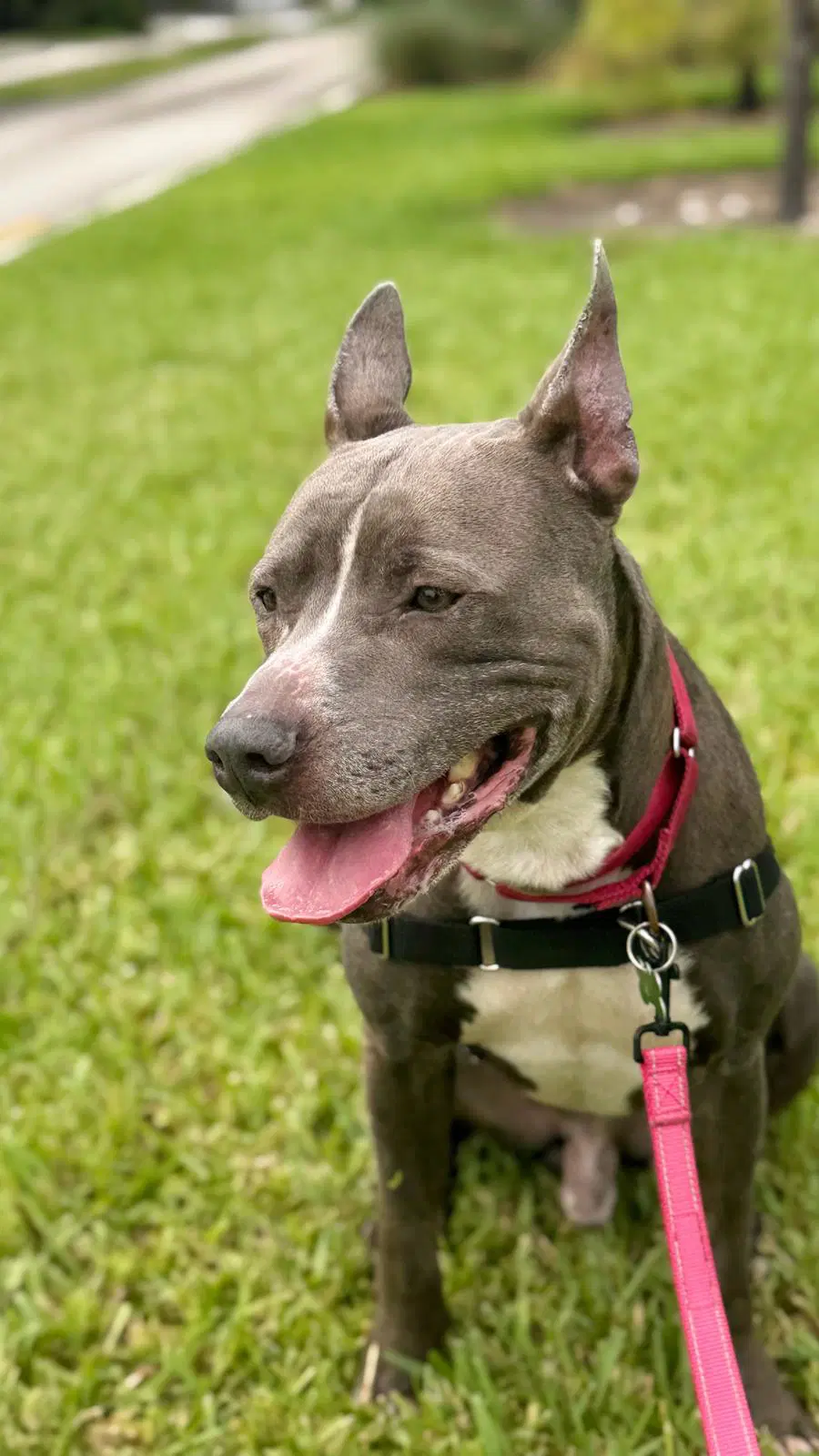 Onyx - Pit mix